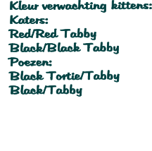Kleur verwachting kittens:   Katers:   Red/Red Tabby   Black/Black Tabby   Poezen:   Black Tortie/Tabby    Black/Tabby